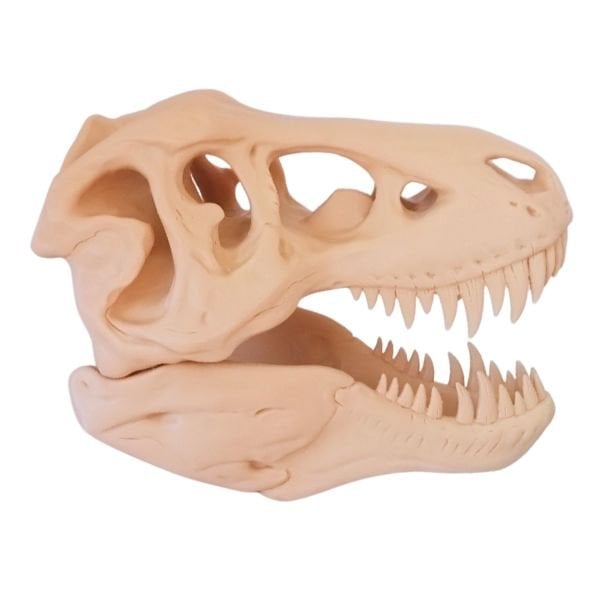Dev T-Rex Kafatası (2 Parça)